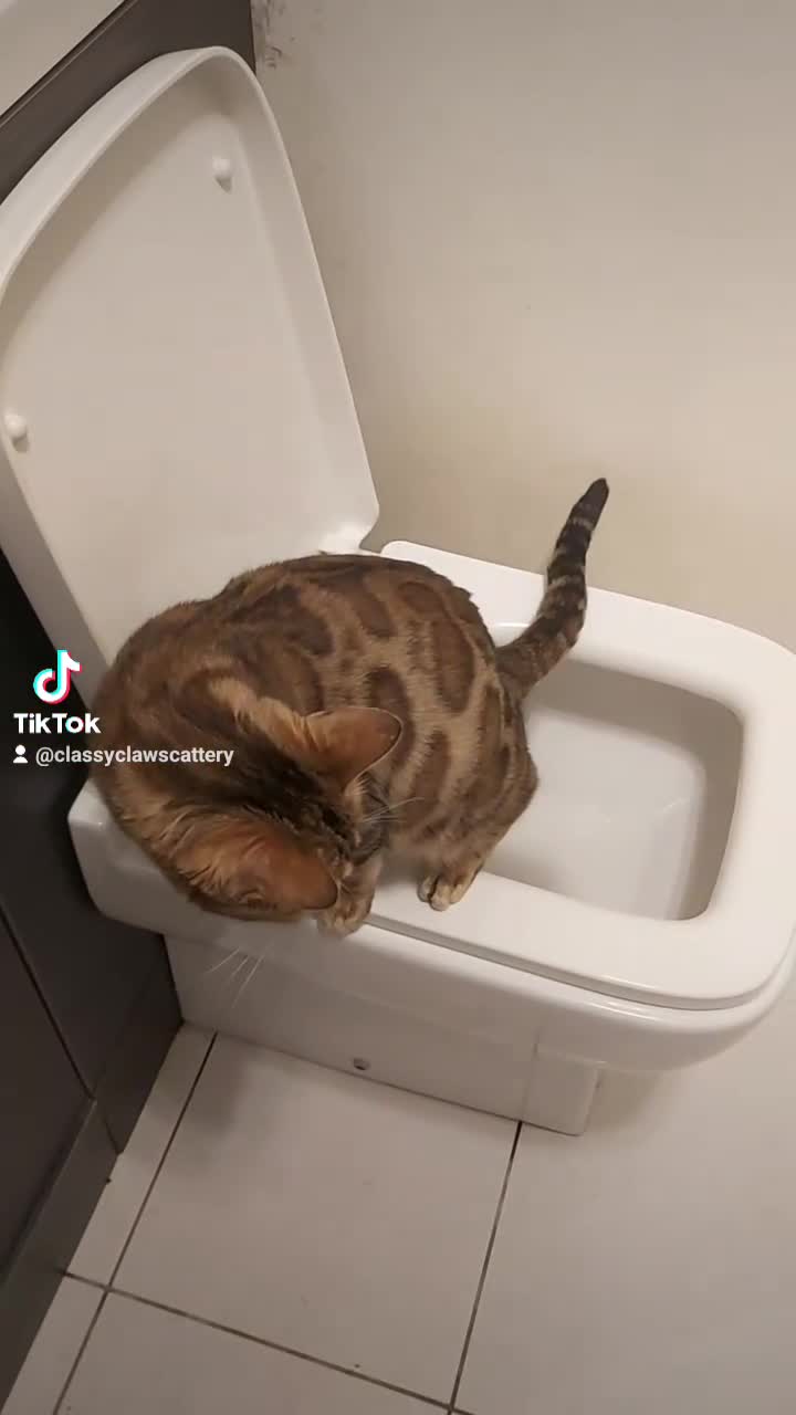 Bengal cats for sale: Pedigree Brown Rosetted Bengals  - Video 1