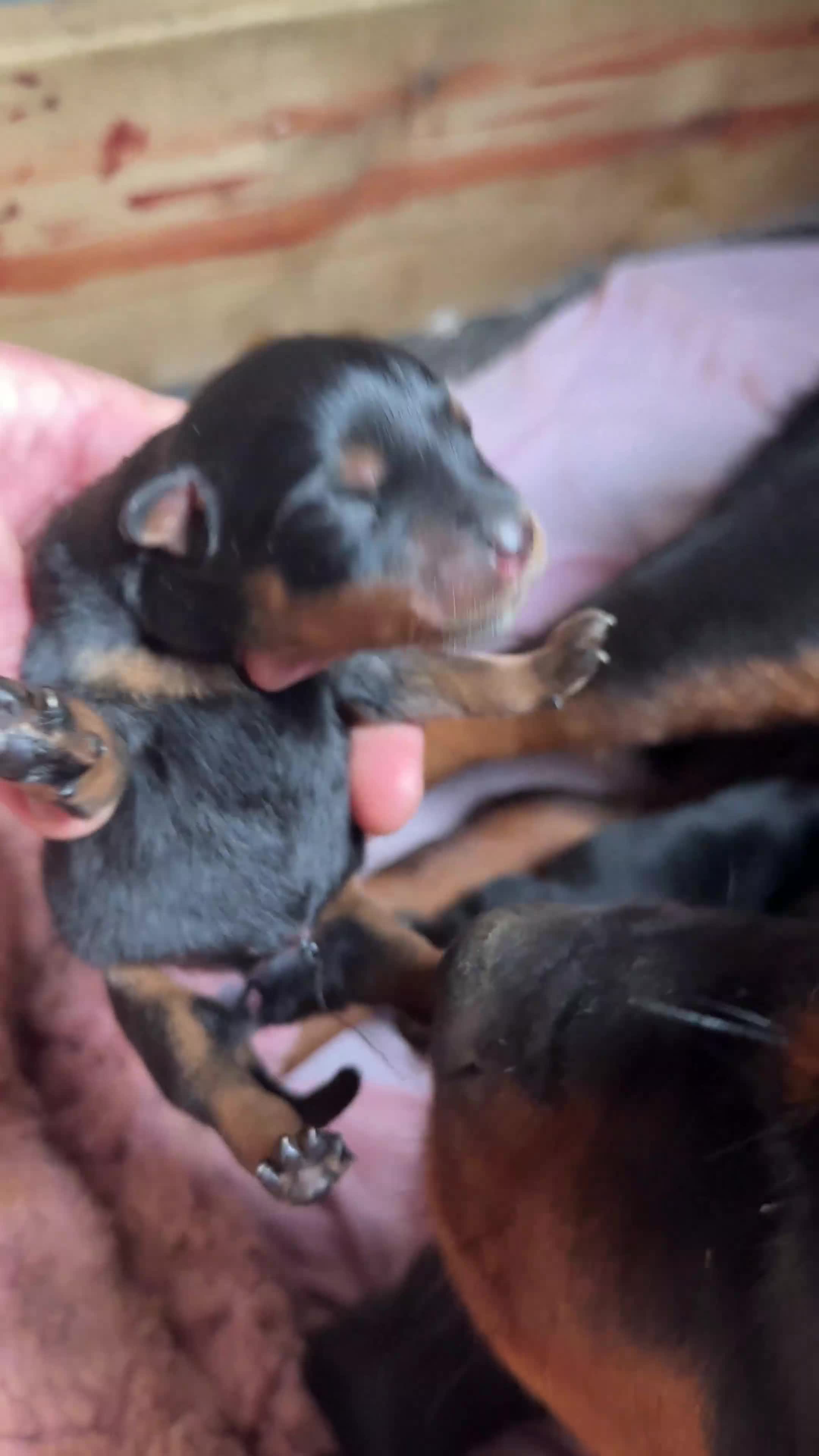Rottweiler dogs for sale: Rottweiler puppies  - Video 1