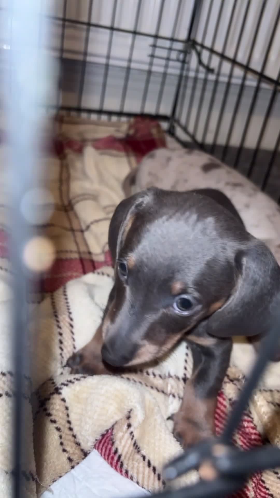 Miniature Dachshund dogs for sale: Tan & blue miniature dachshund boy - Video 2