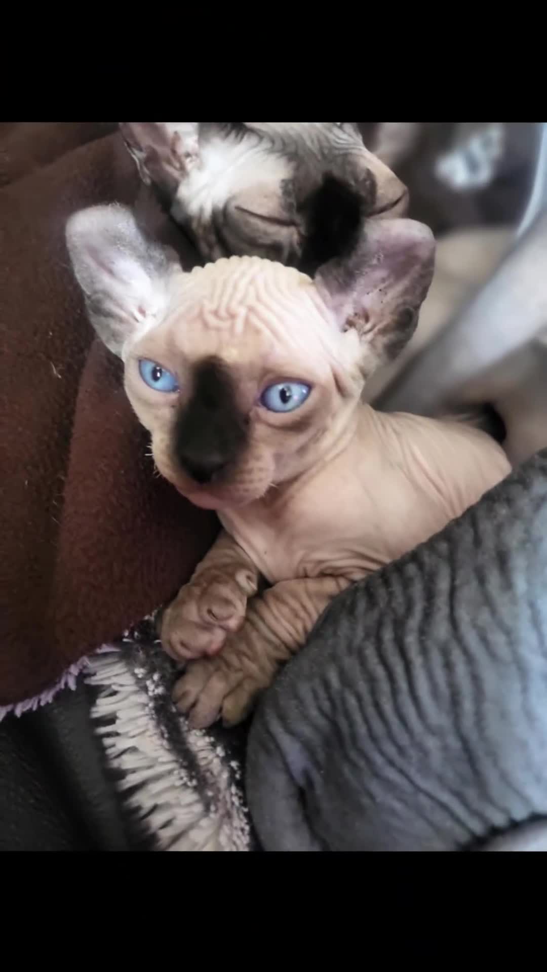 Sphynx cats for sale: Little kittens sphynx  - Video 2
