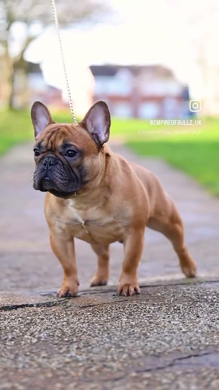 French Bulldog dogs for sale: Champion Sired red fawn French bulldog puppies  - Video 1