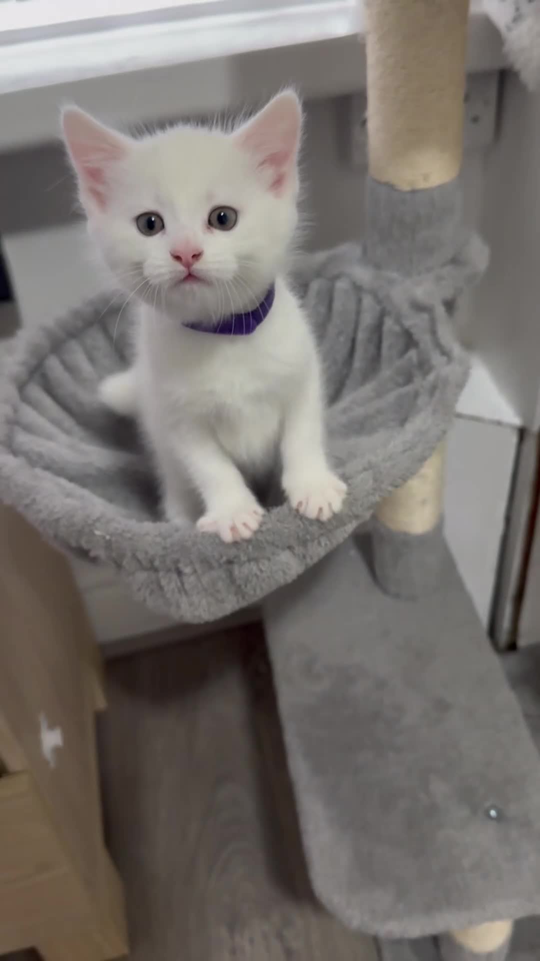 Mixed Breed cats for sale: Adorable Kittens 🐾 - Video 1