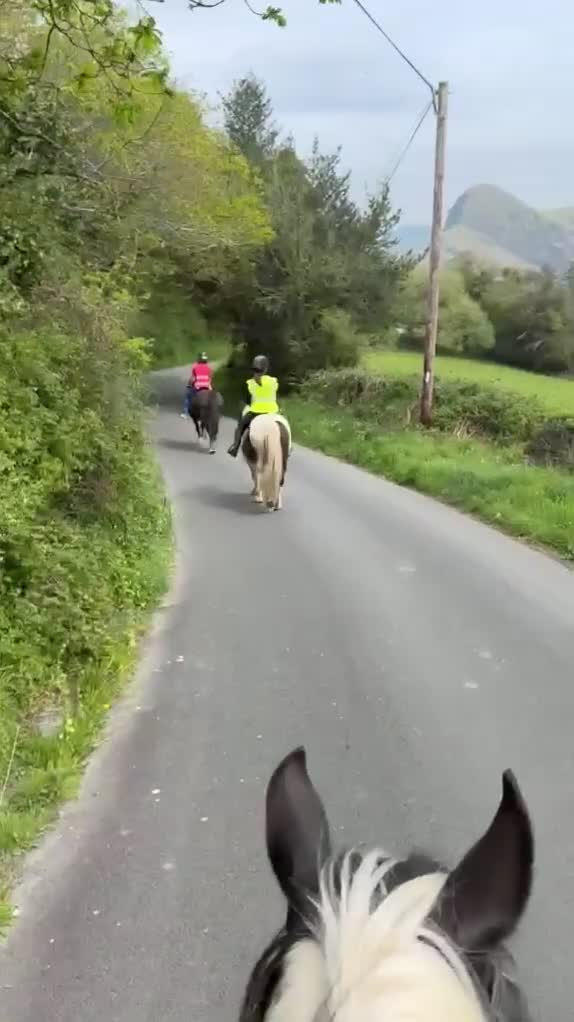 Irish Cob horses for sale: 14 year old Gelding  - Video 2