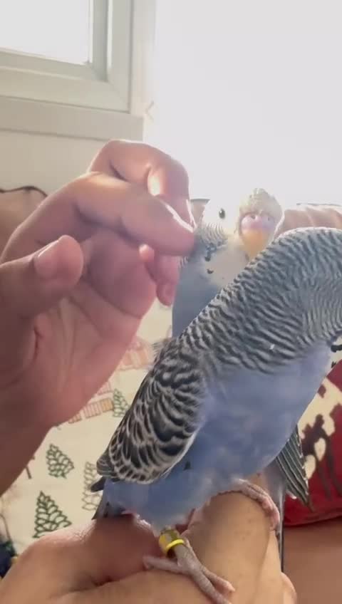 Budgerigars birds for sale: TCB, BW, Spilt BF ,spilt helicopter baby budgies  - Video 1