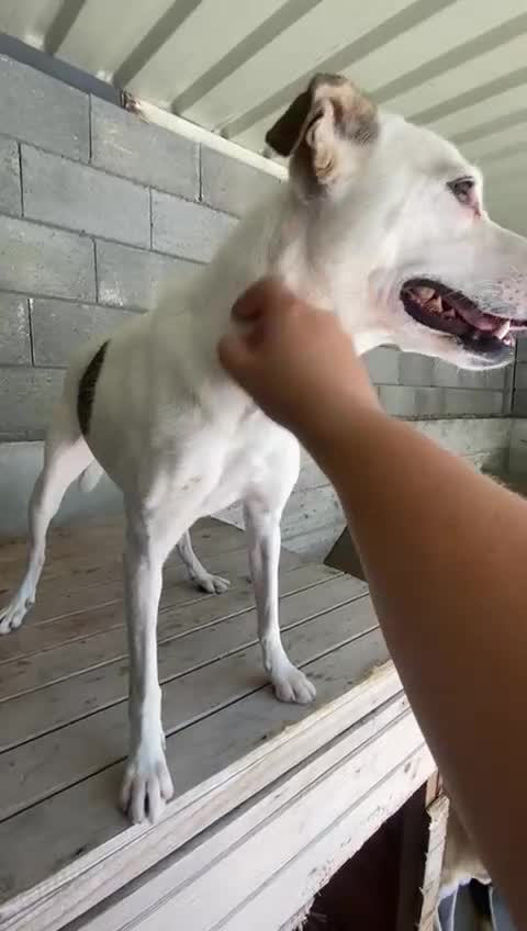 Mixed Breed dogs for adoption: Hannah, 2-3 yrs old. Available for adoption. - Video 4