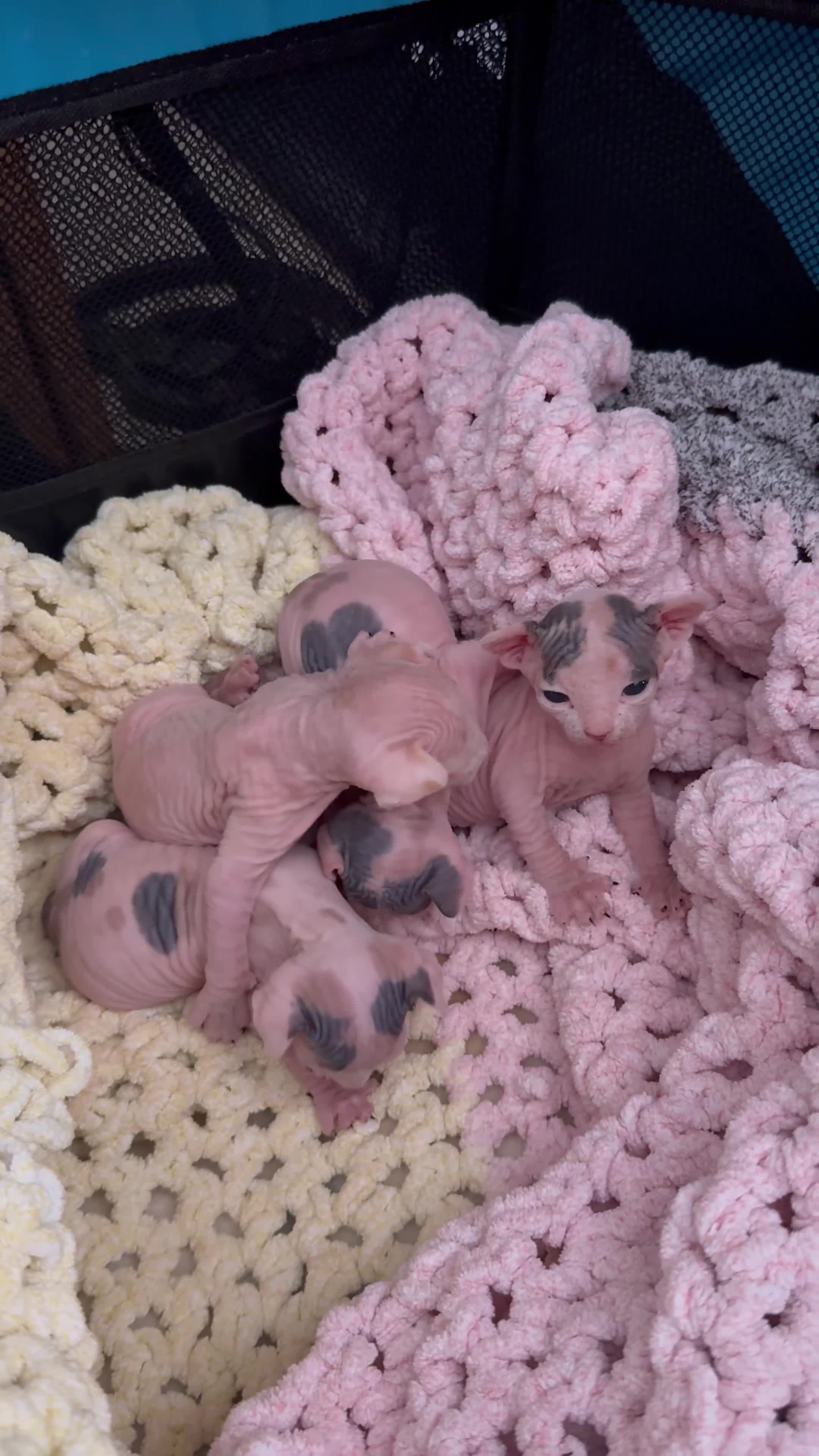 Sphynx cats for sale: sphynx kittens for reservations  - Video 1