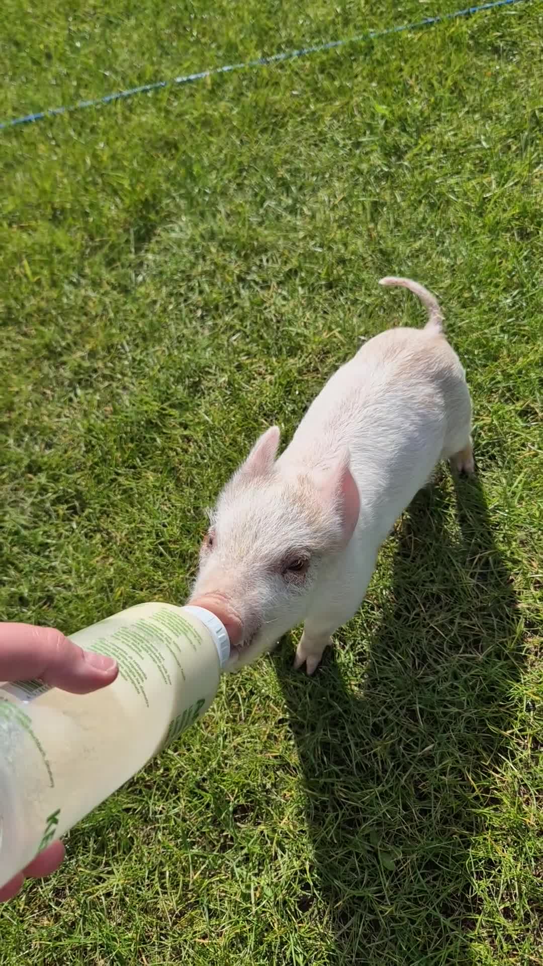 Pig livestock for sale: Piglet for sale - Video 2