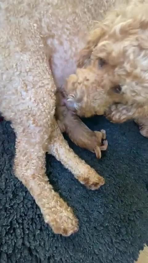 Mini Goldendoodle dogs for sale: 8 Lovingly Raised Miniature Goldendoodles  - Video 1