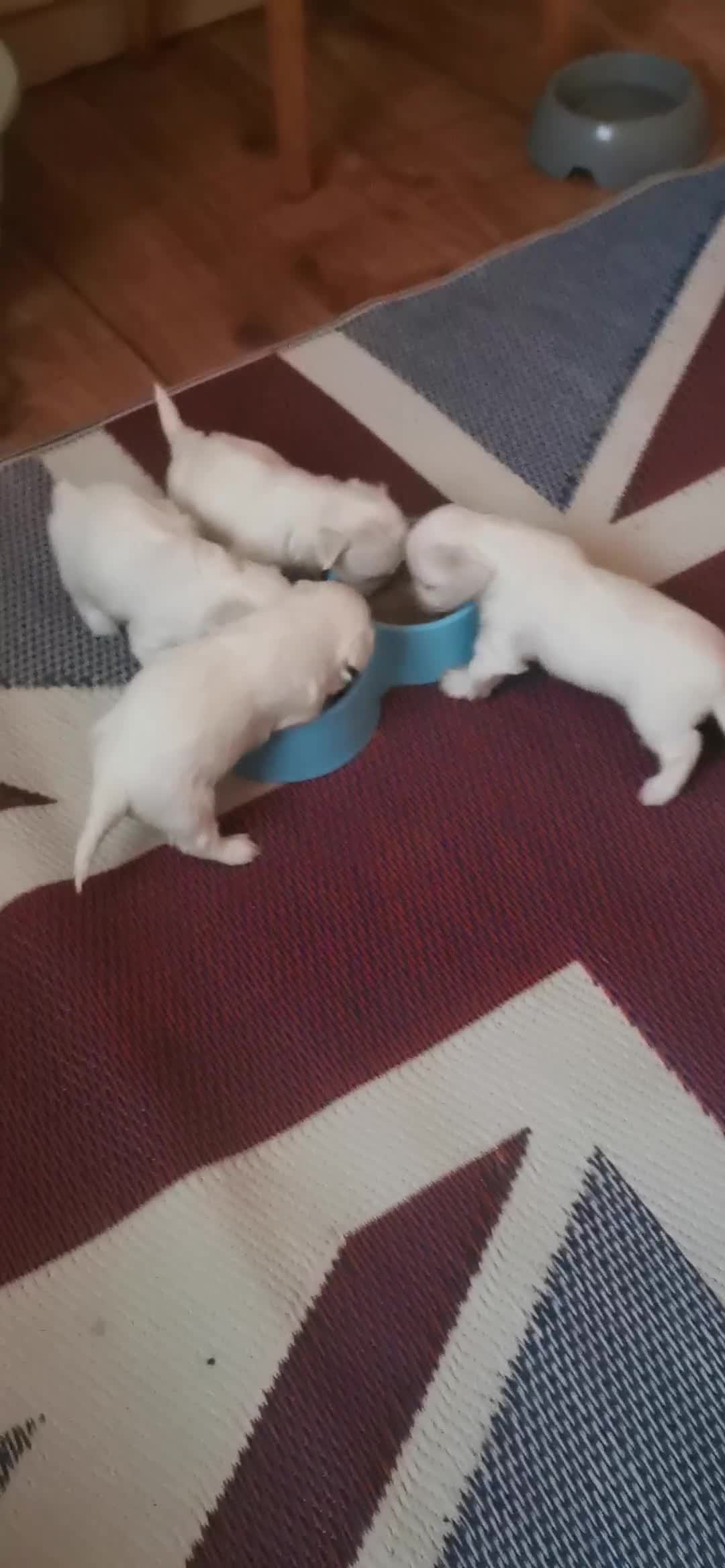 Maltese dogs for sale: Gorgeous Maltese Bichon puppies  - Video 1