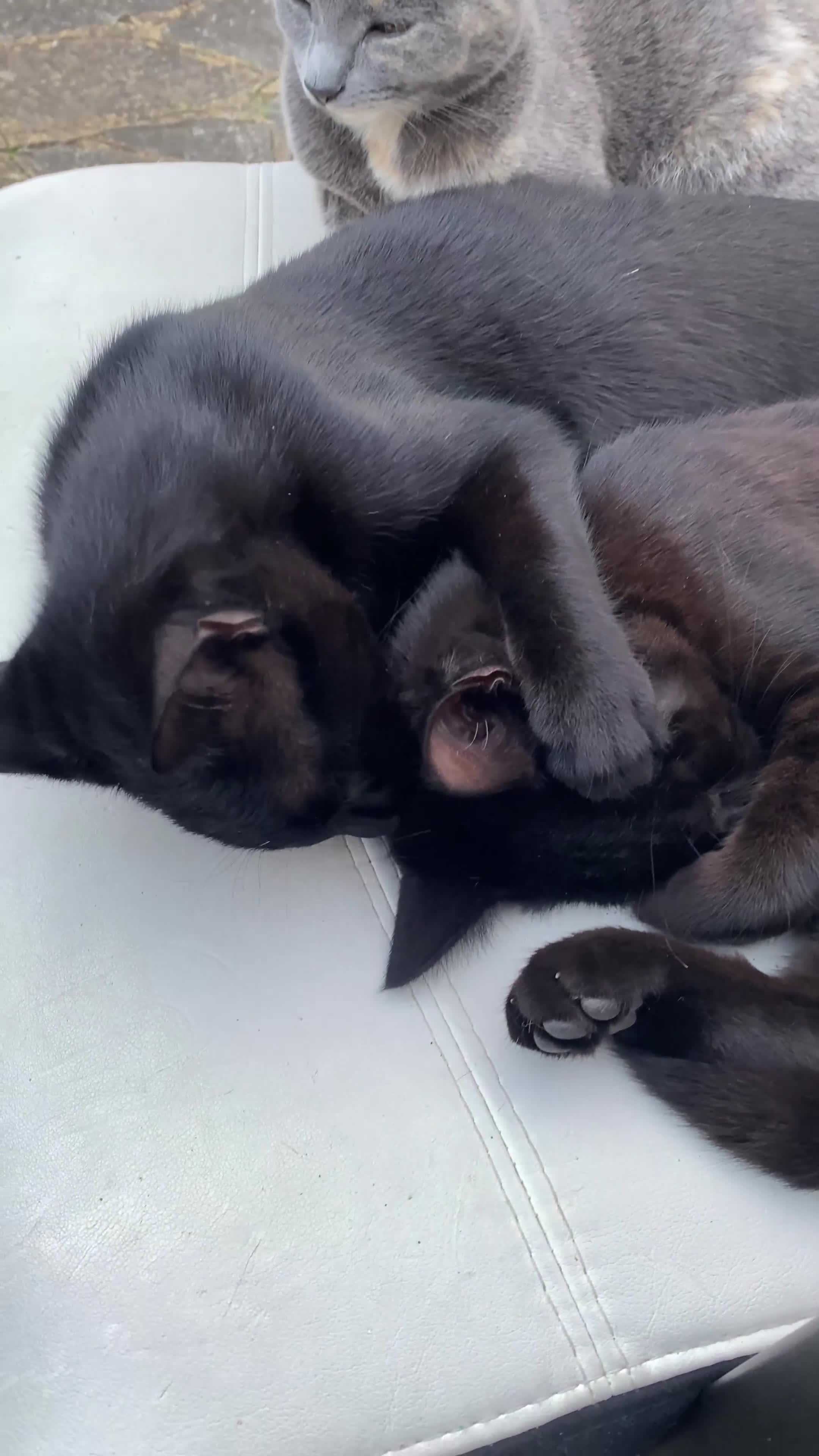 Domestic Shorthair cats for sale: 3 4 month old kittens available for pickup ASAP - Video 1