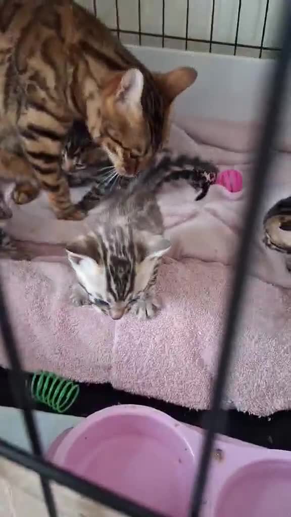 Bengal cats for sale: Exotic Bengal kittens TICA pedigree top quality  - Video 1
