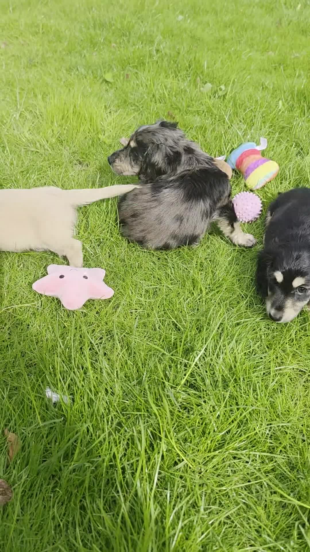 Miniature Dachshund dogs for sale: Stunning KC Long hair daxi. 5* breeders  - Video 1