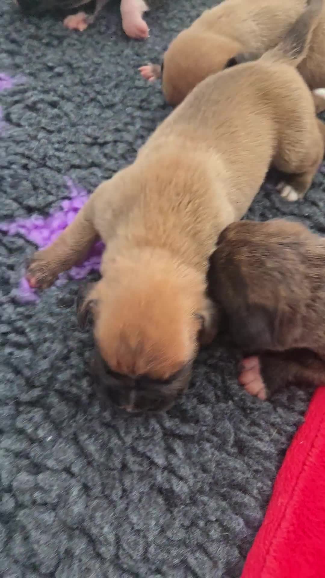 Boxer dogs for sale:  Only 2 girls left... 🥰 - Video 2
