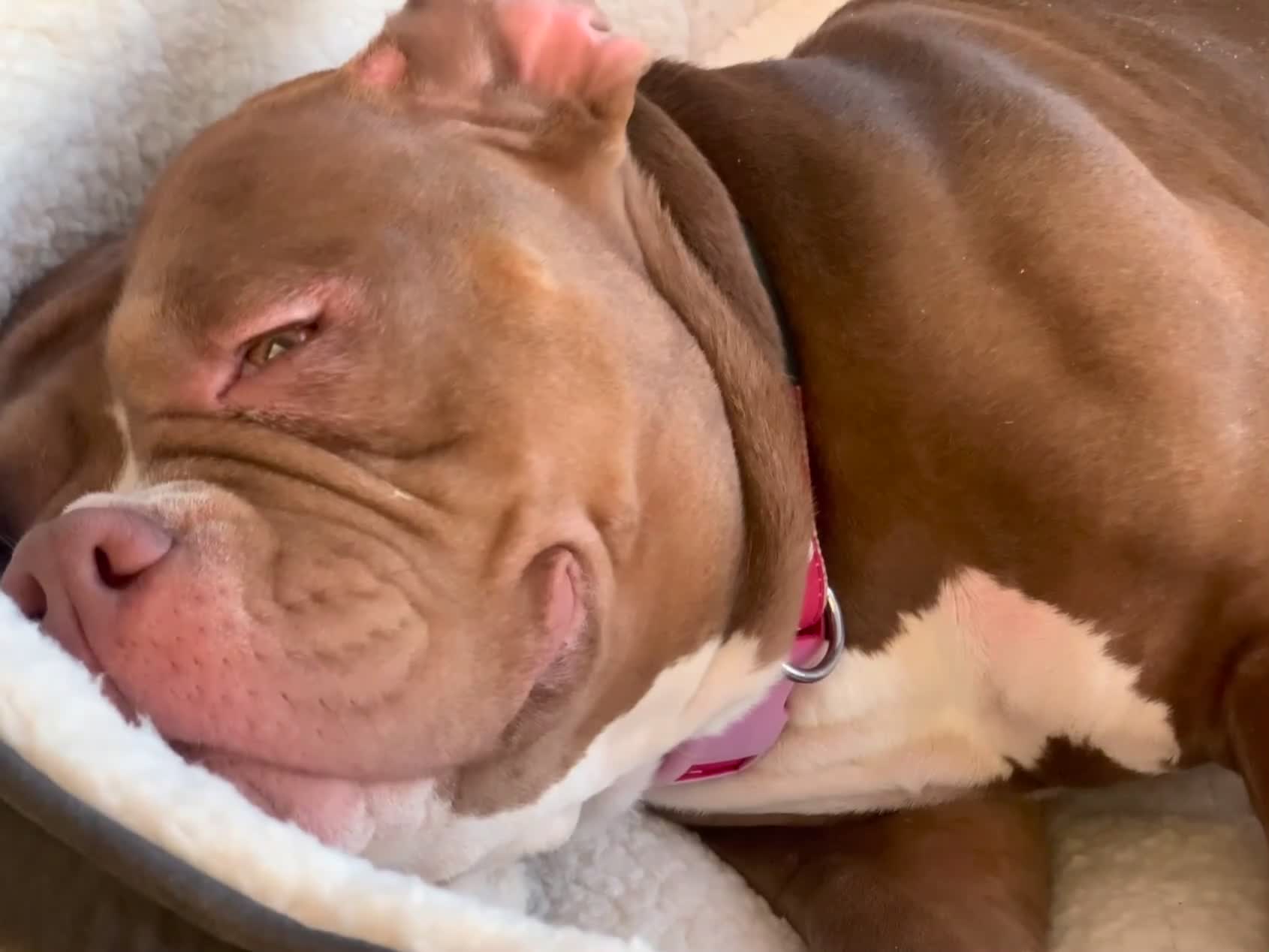 Mixed Breed dogs for sale: Stunning female pocket bully age 3 - Video 1