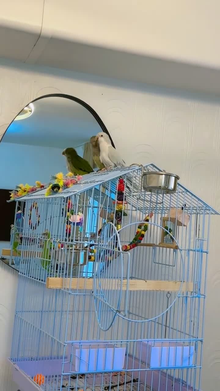 Parrots birds for sale: quaker  for sale in Smethwick - Video 1