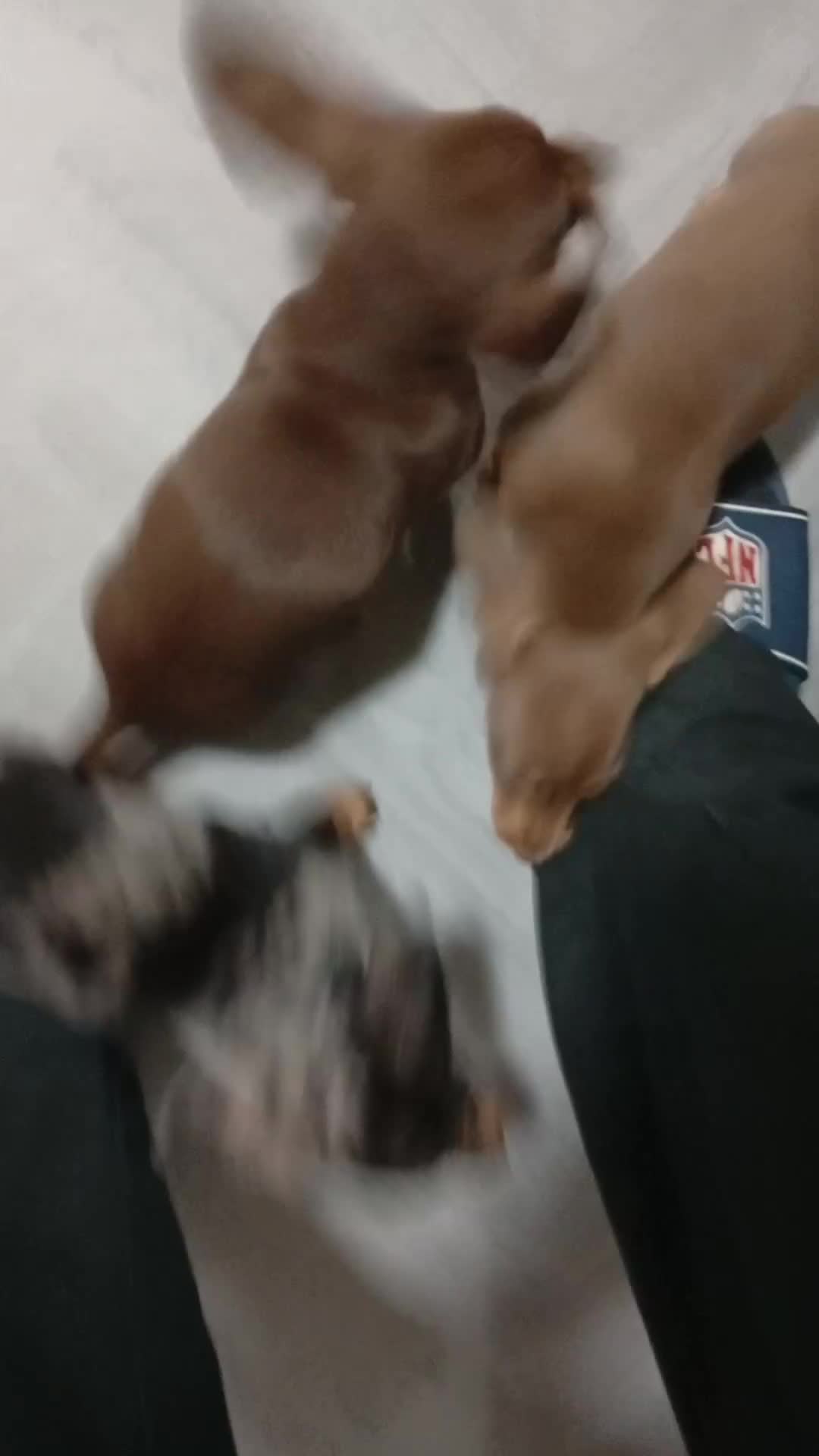 Dachshund dogs for sale: Stunning litter of 4 - Video 1