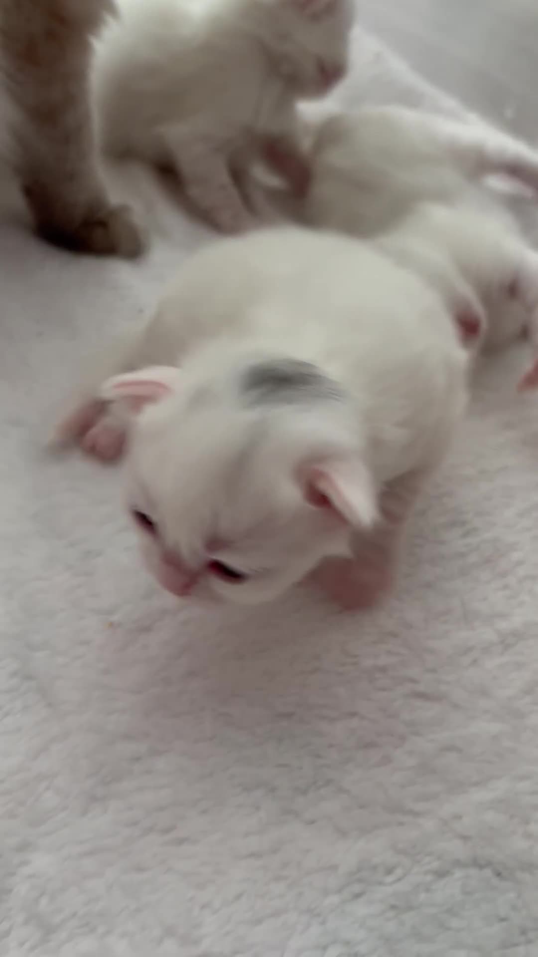 Ragdoll cats for sale: LAST KITTEN LEFT 🎀 - Video 2