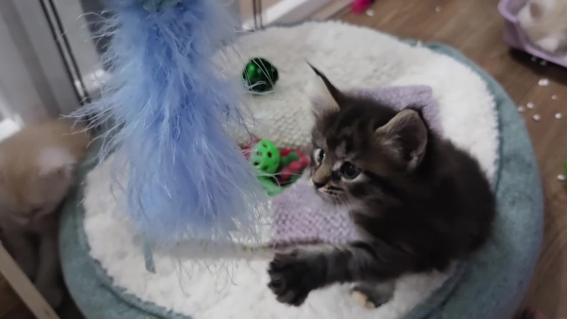 Maine Coon cats for sale: Outstanding TICA registered Maine Coon Kittens - Video 1