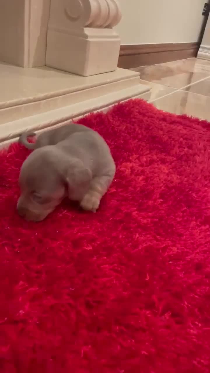 Dachshund dogs for sale: Full breed dachshund  - Video 1