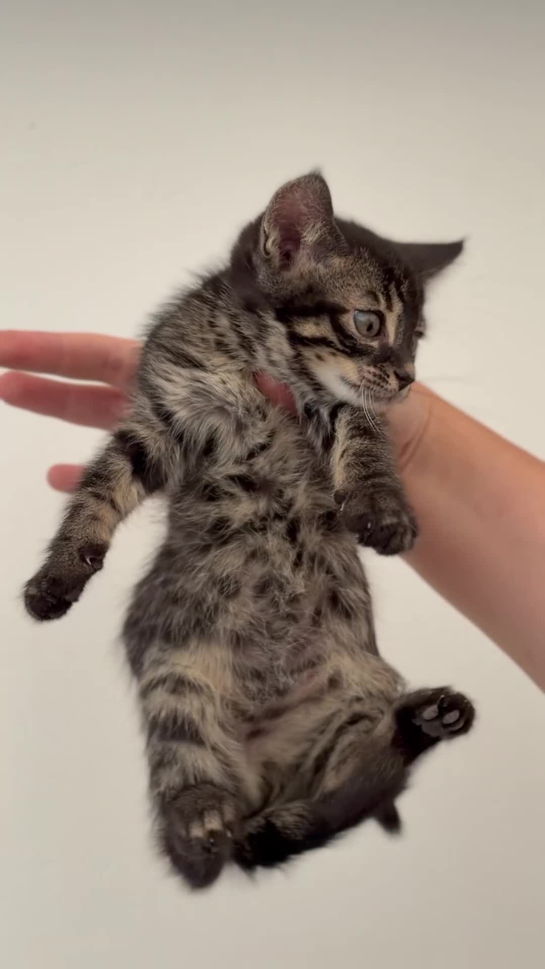 Bengal cats for sale: 🖤🧡🐆4 bengal girls 🐆🧡🖤 - Video 2