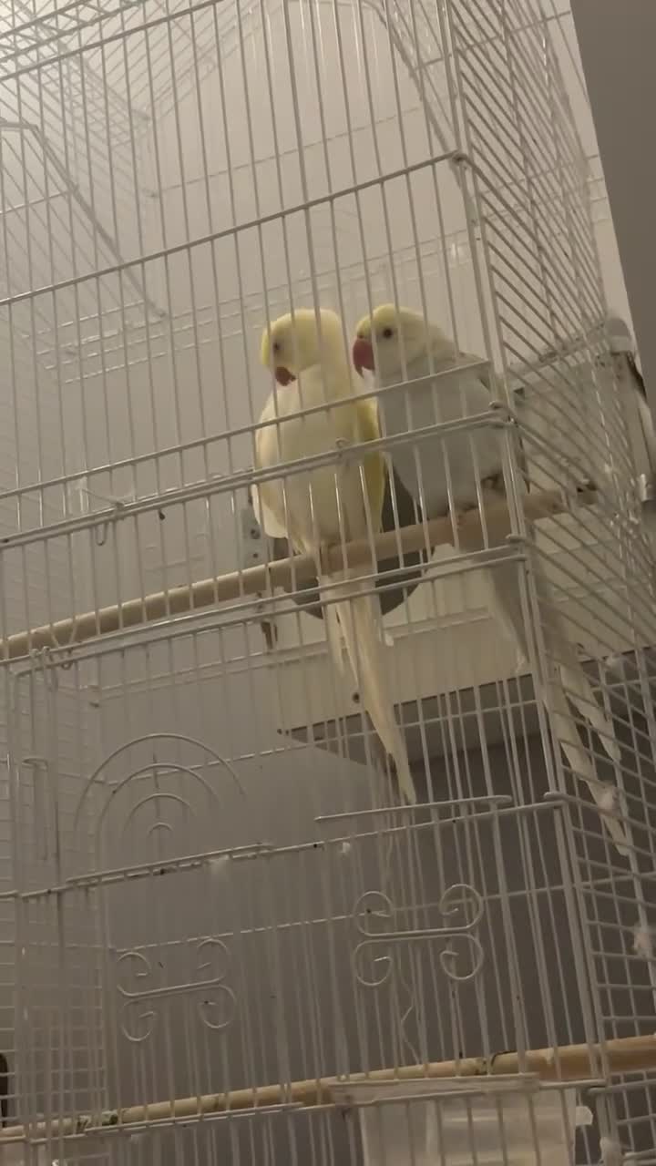 Parrots birds for sale: Indian ringneck (Parakeets) - Video 3