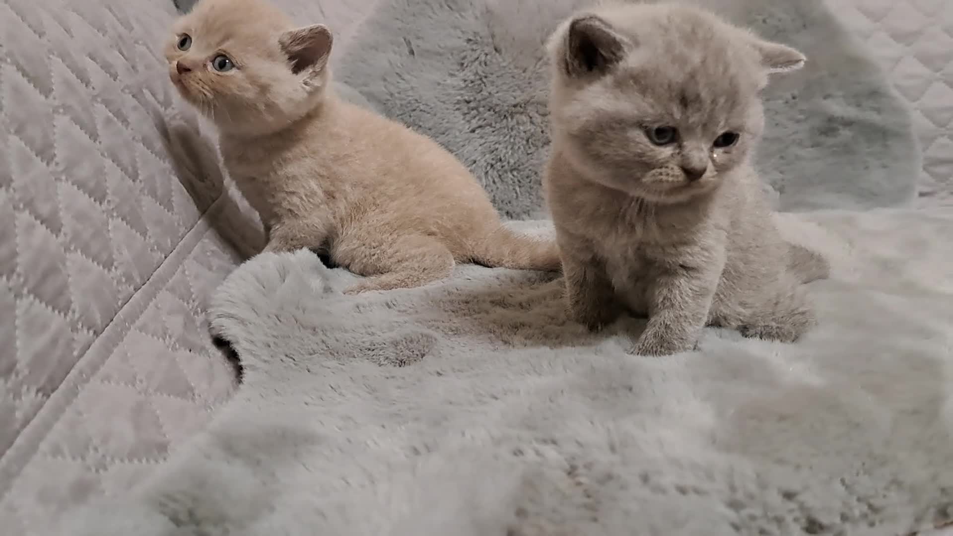 British Shorthair cats for sale: BRITISH SHORTHAIR BLUE and LILAC are AVAILABLE  - Video 4