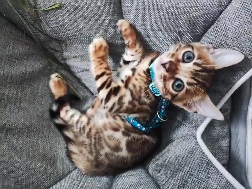 Bengal cats for stud: Beautiful Lil Bengal Kittens TICA 7 gen pedigree in Durham - Video 1