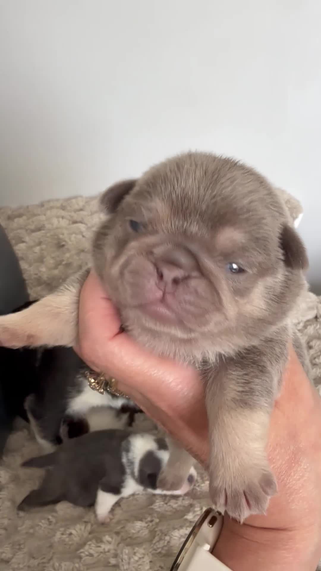 Pug dogs for sale: Kc pug puppies from a 5 star licensed breeder  - Video 1
