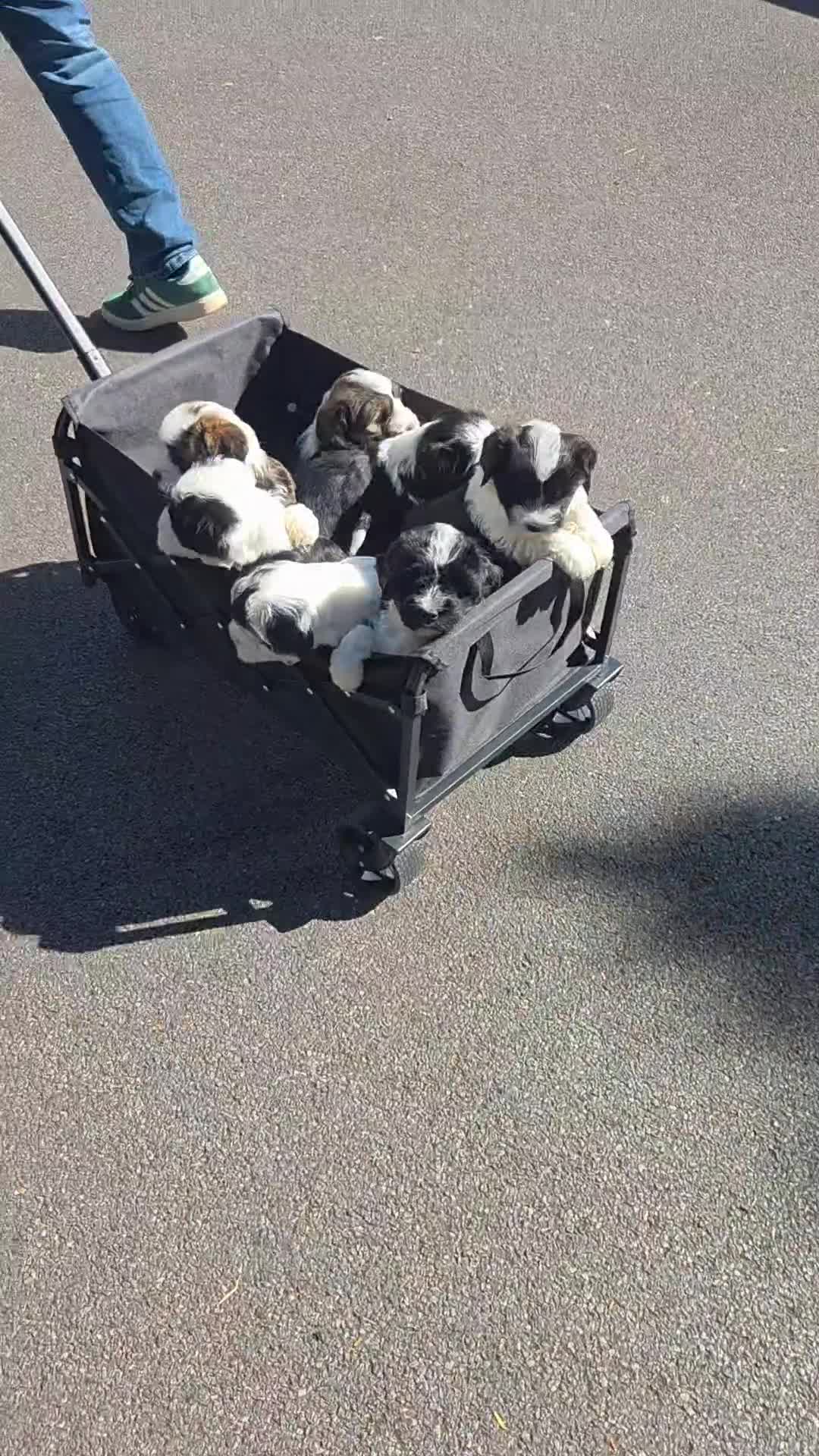 Tibetan Terrier dogs for sale: Tibetan Terrier puppies  - Video 1