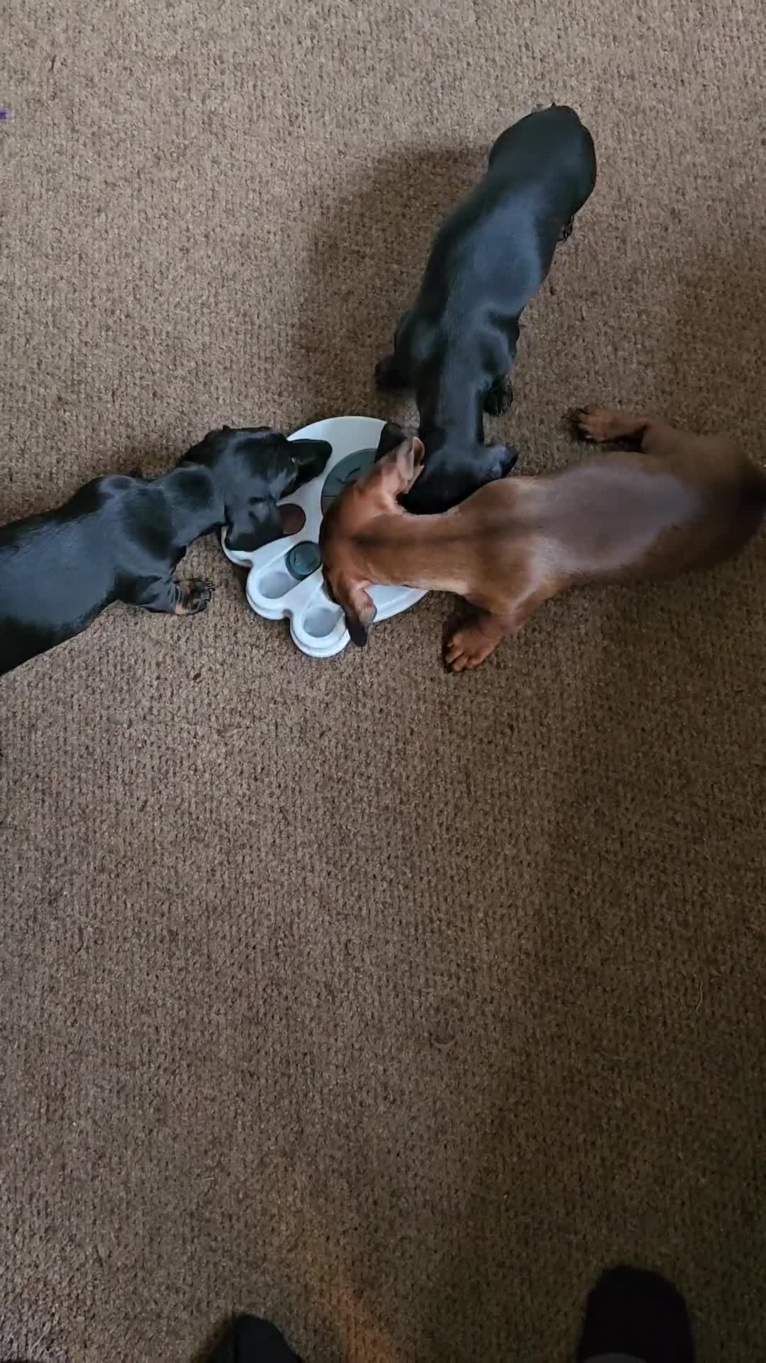 Dachshund dogs for sale: Gorgeous pure bred miniature dachshunds  - Video 1