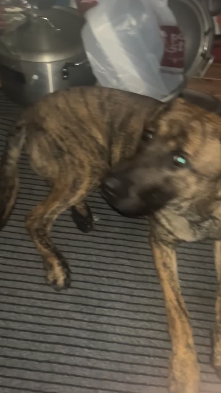 Mixed Breed dogs for sale: Presa canario x german shephard & german shephard - Video 4