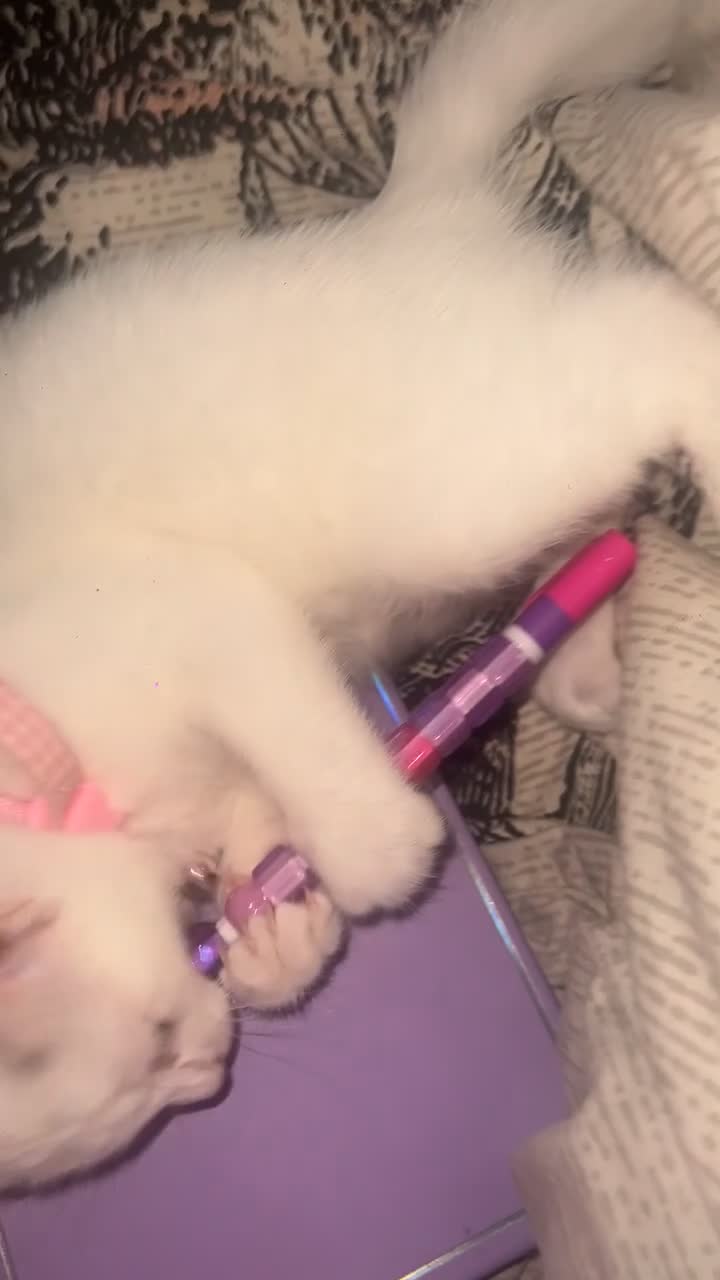 Turkish Angora cats for sale: White and tabby kitten  in Leicester - Video 1
