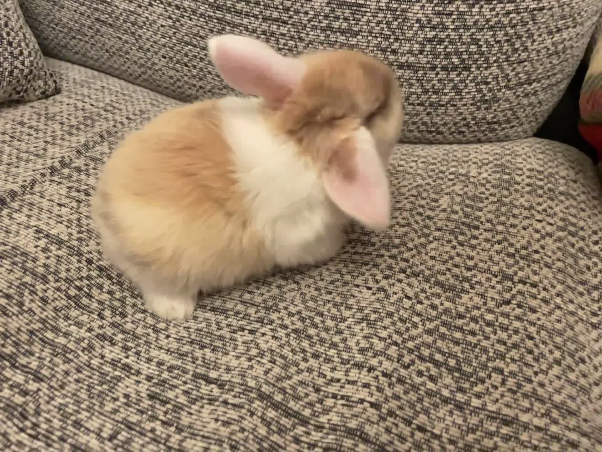 Mini Lop rabbits for sale: Mini lops - Video 1