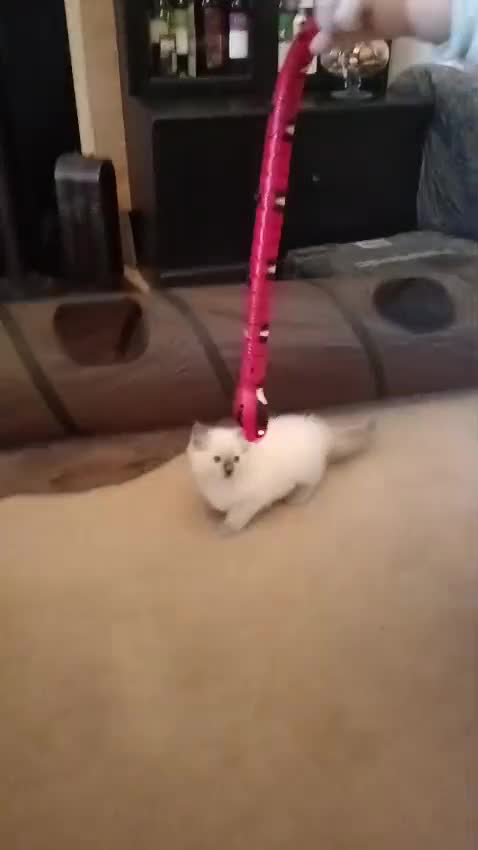 Ragdoll cats for sale: ❤️Amazing Pure Ragdoll Girls Waiting Loving Family - Video 2