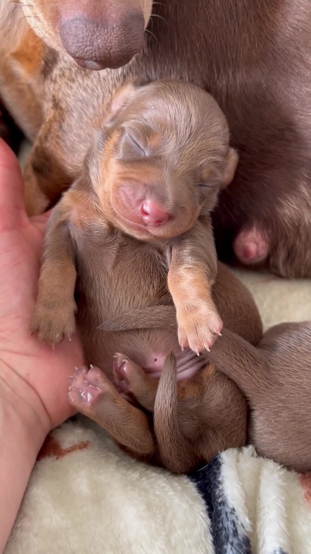 Dachshund dogs for sale: BEAUTIFUL Miniature Dachshund's  - Video 4