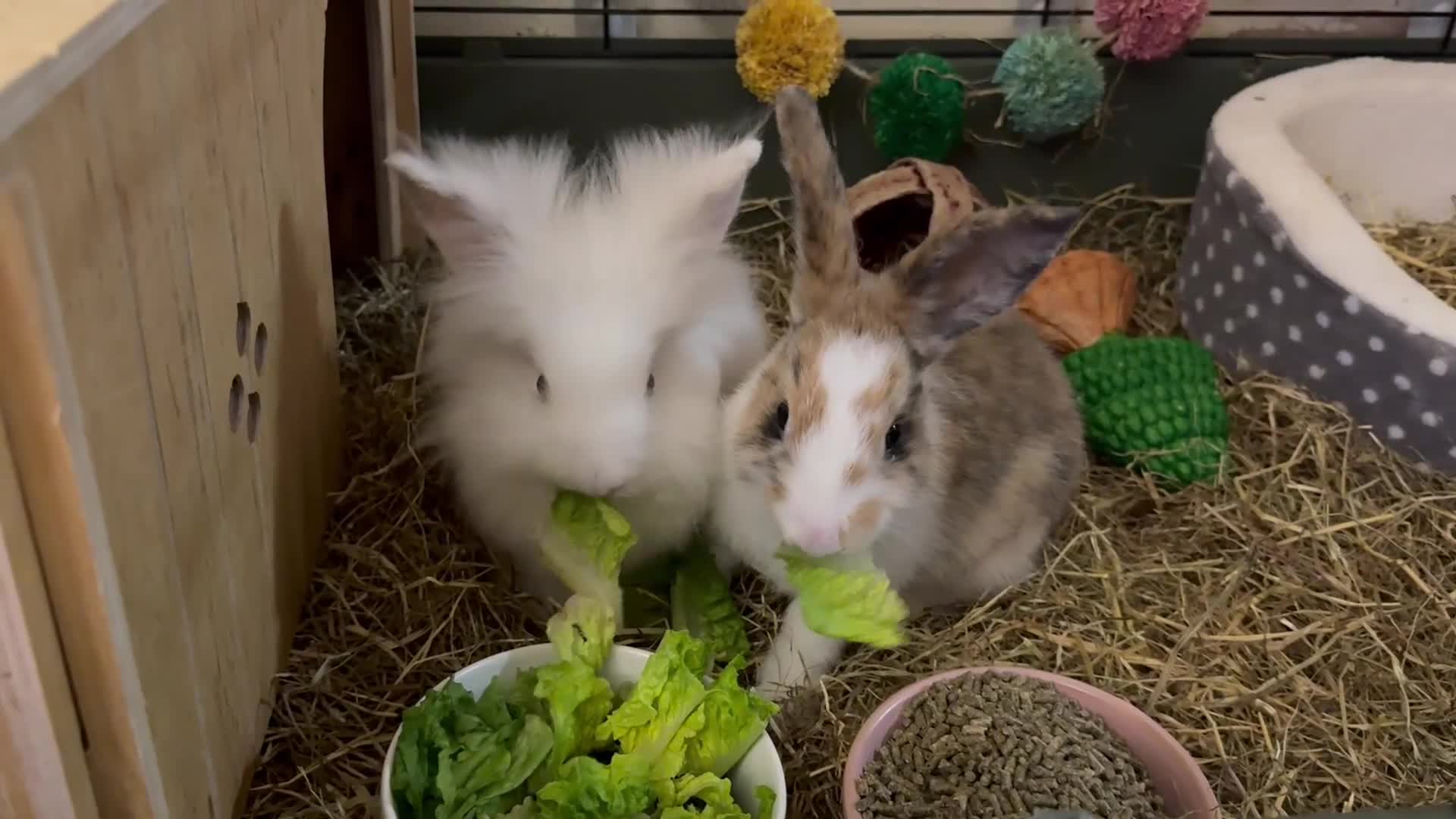 Lionhead rabbits for sale: Baby Lion head and Rex for sale!  - Video 1