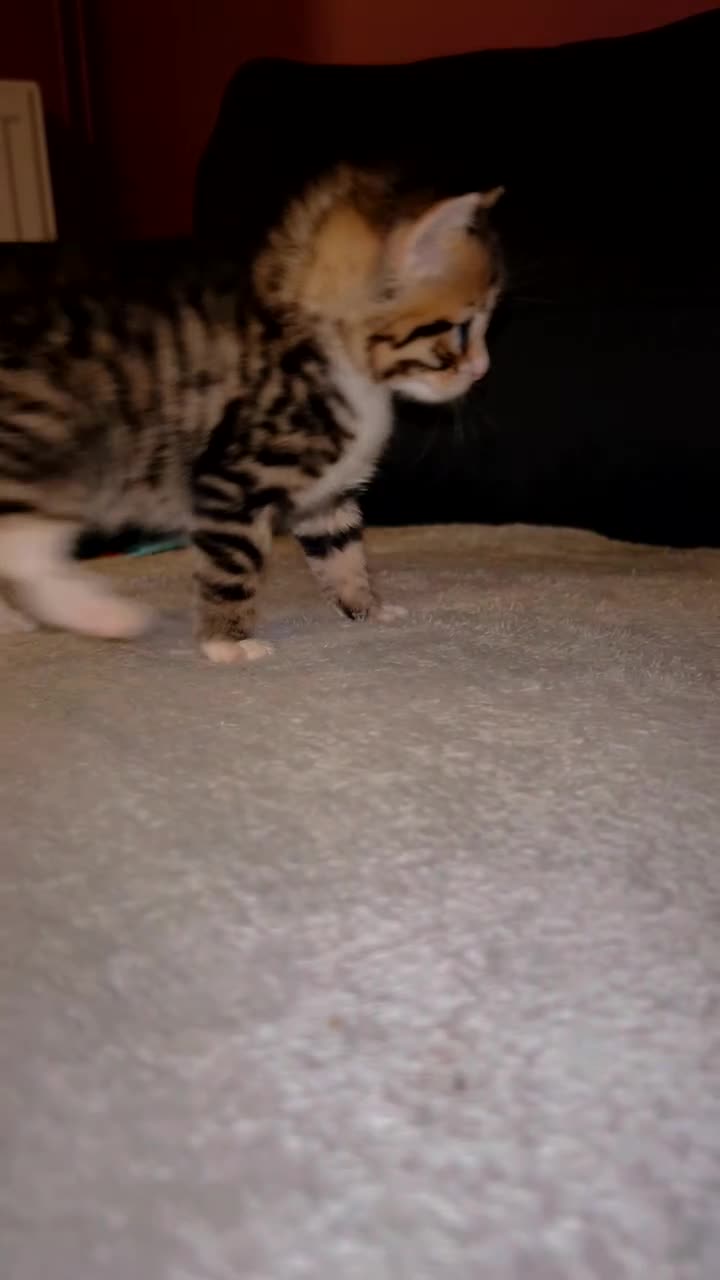 Mixed Breed cats for sale: Tabby and black kittens - Video 3