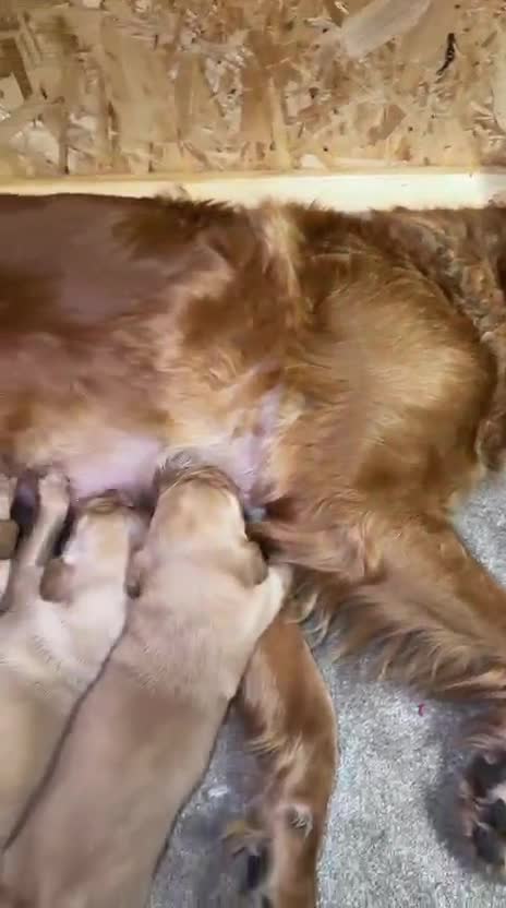 Goldador dogs for sale: Stunning Goldador pups  - Video 2