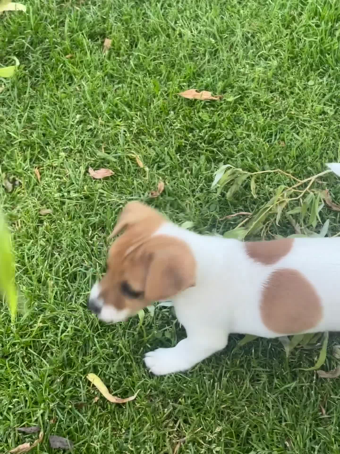 Jack Russell dogs for sale: 🐶 Beautiful Jack Russell Puppy for Sale 🐶 - Video 1