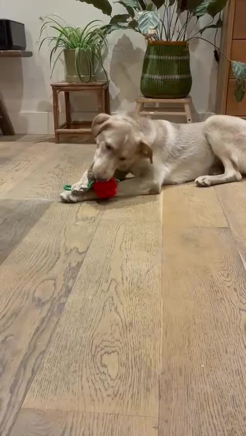 Mixed Breed dogs for adoption: URGENT: ❤️Jena❤️- amazing a 1 year old girl - Video 1