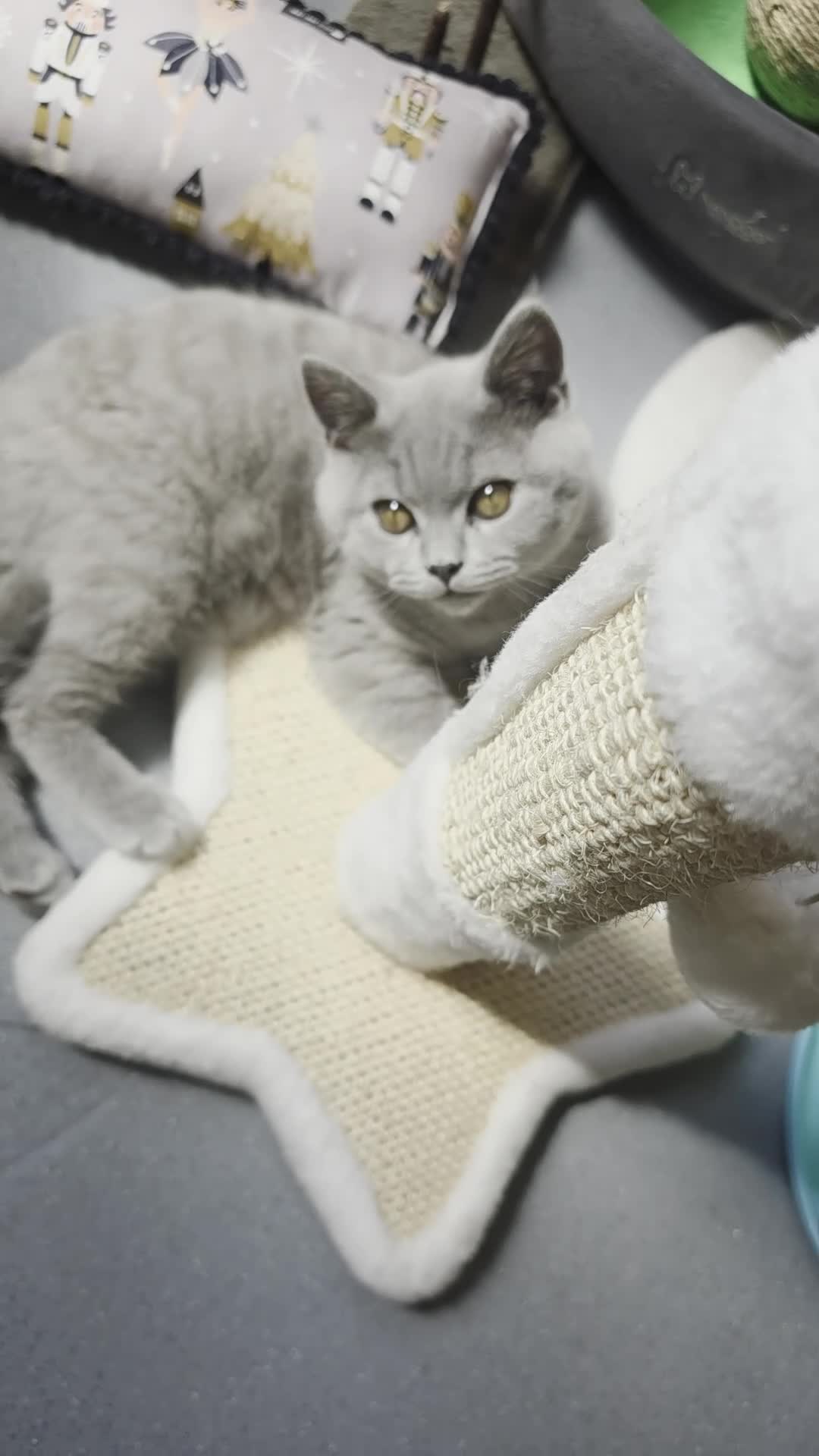 British Shorthair cats for sale: Only 1 burgundy boy left - Video 1