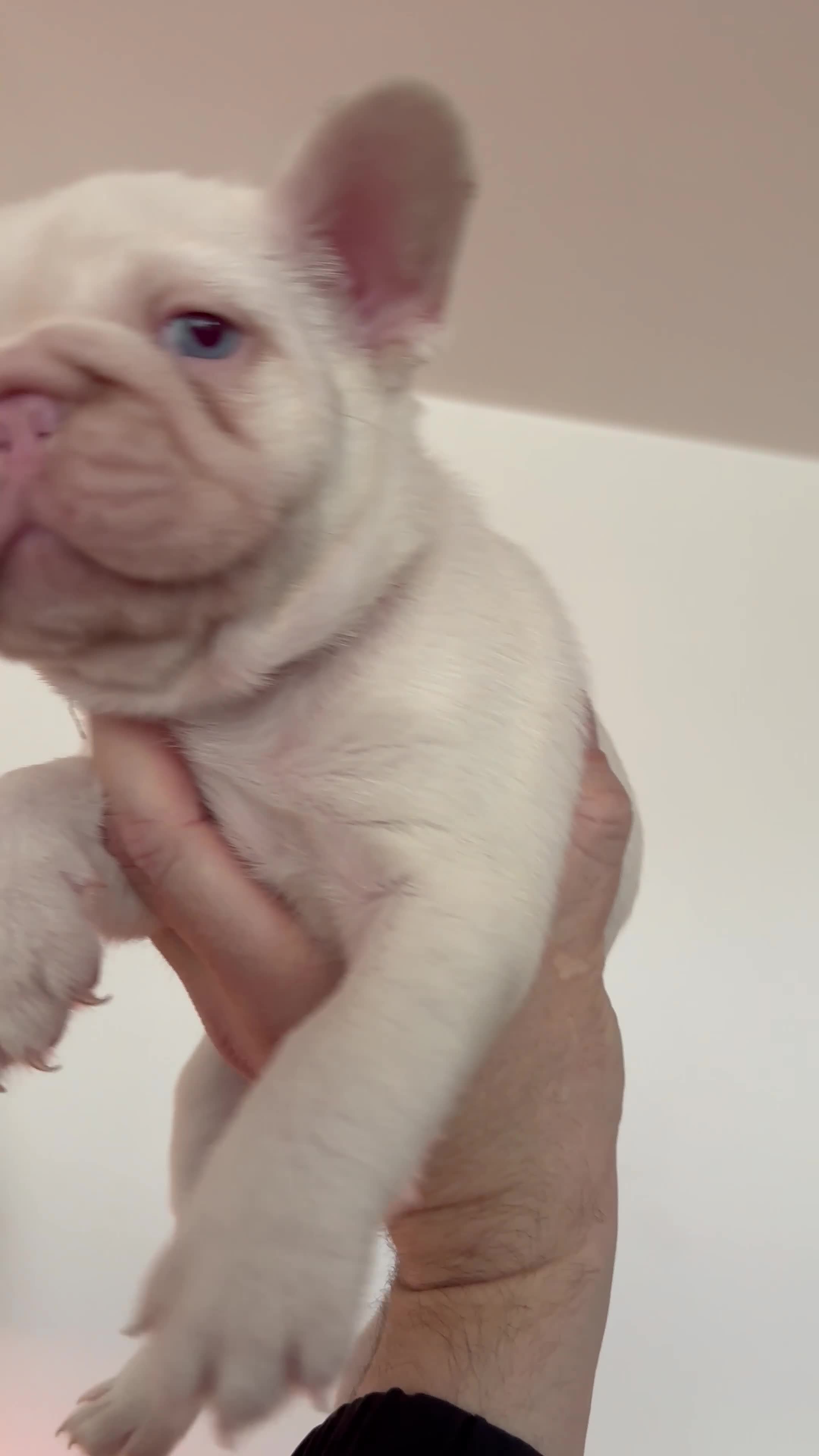 French Bulldog dogs for sale: French Bulldogs - Video 1