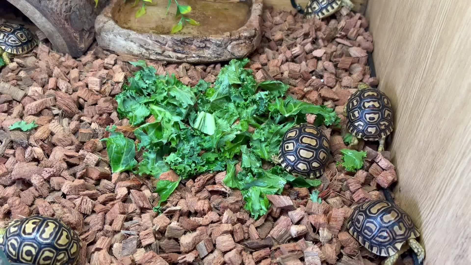 Tortoise reptiles for sale: Leopard Toises-Babies - Video 1
