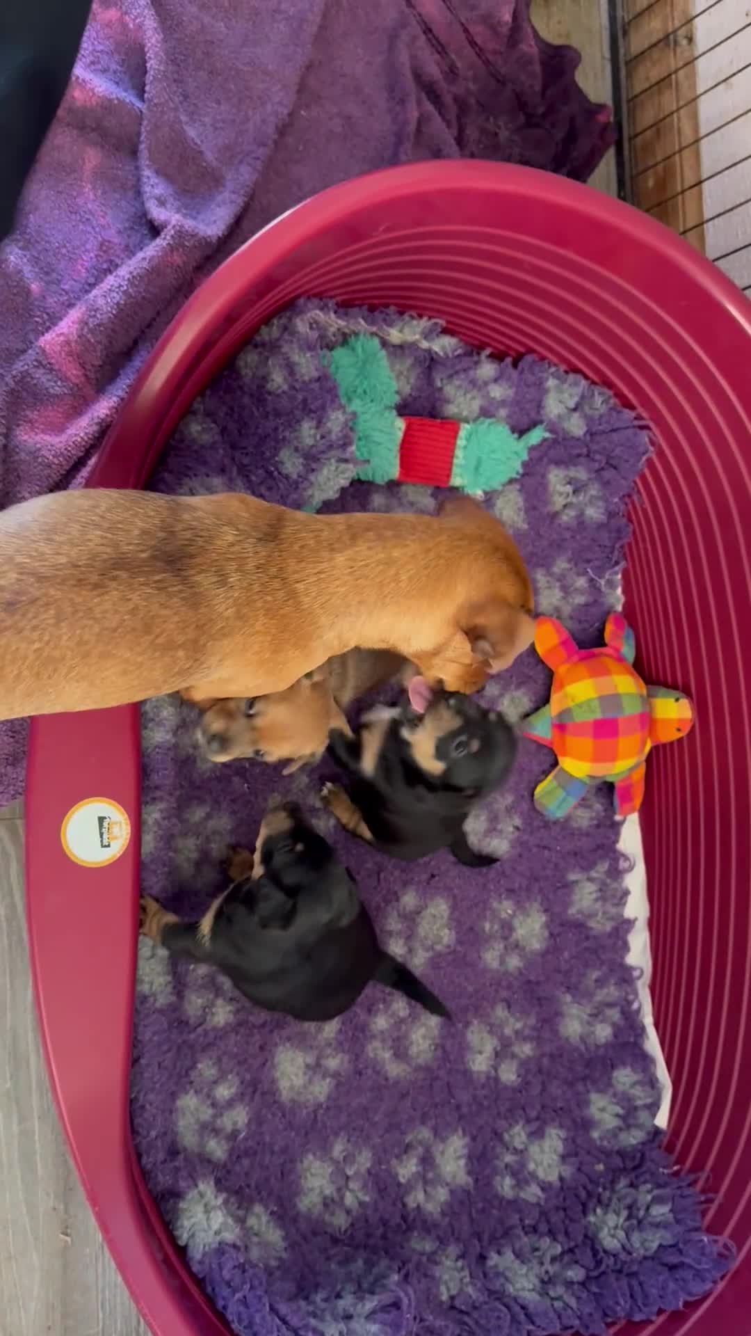 Jack Russell dogs for sale: Beautiful small bred Jack Russell puppies  - Video 3