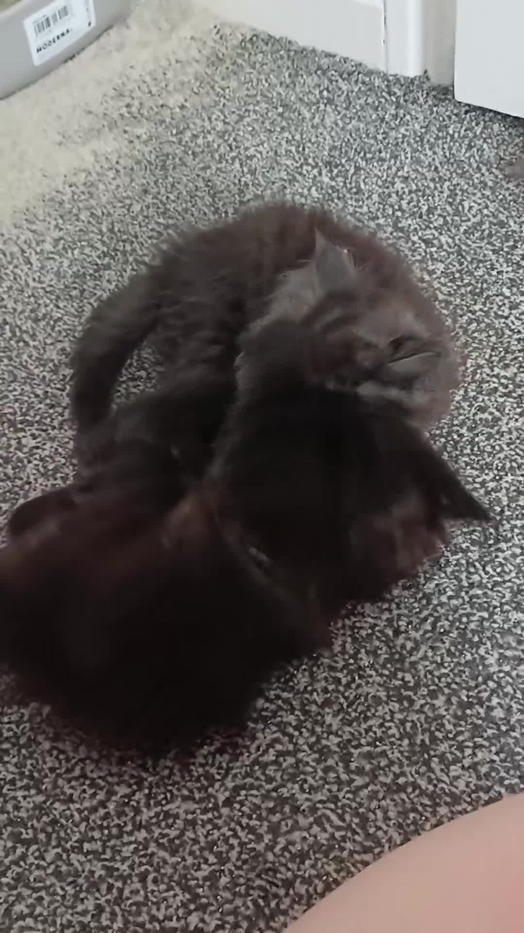 Maine Coon cats for sale: Pure breed Maine coon kittens in Liverpool - Video 2