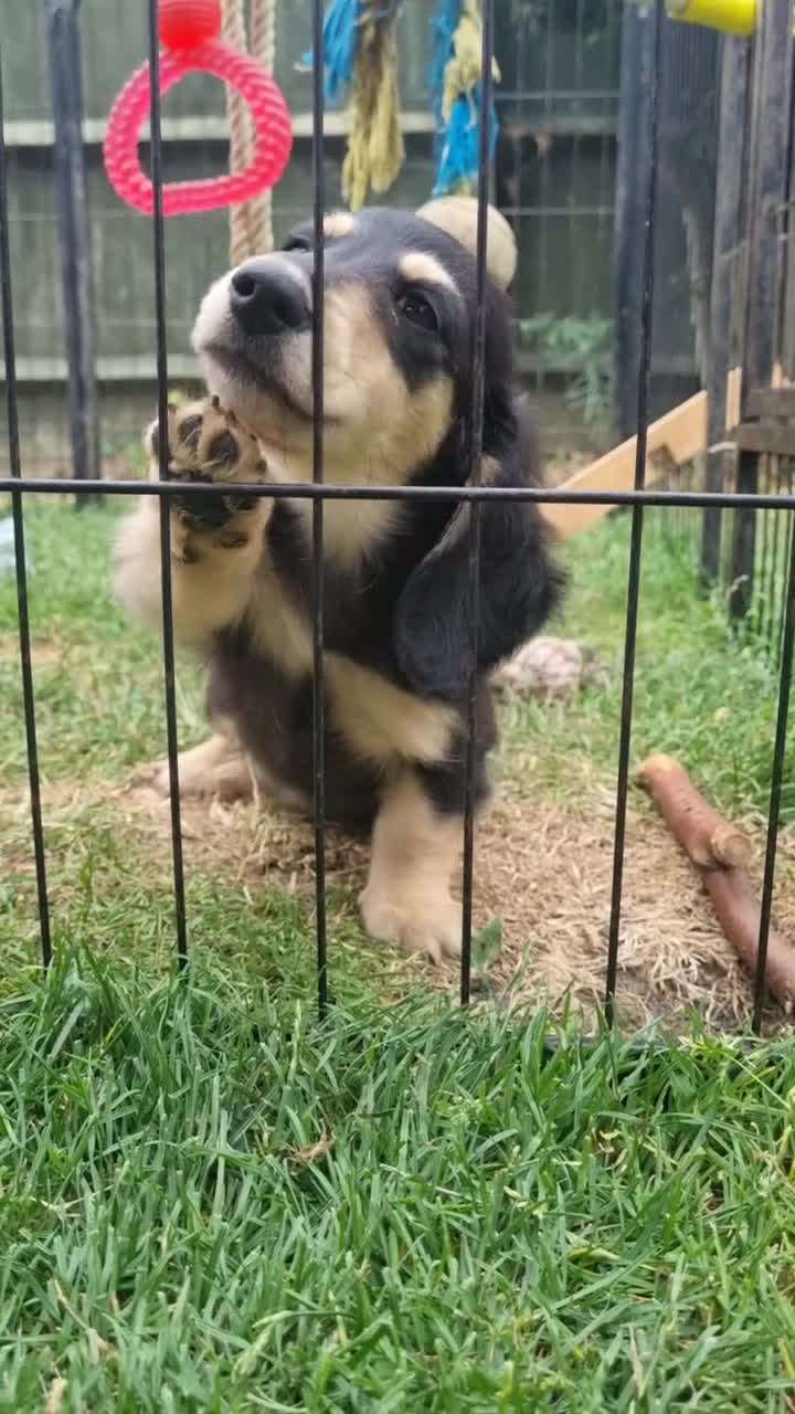 Miniature Dachshund dogs for sale: Last Wonderful KC Reg.MiniatureLH Dachshund Puppy  - Video 2