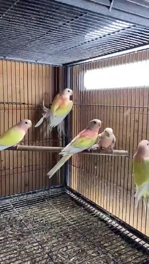 Parakeets birds for sale: Rubino/lutino bourkes , red rumps , kakarikis - Video 1