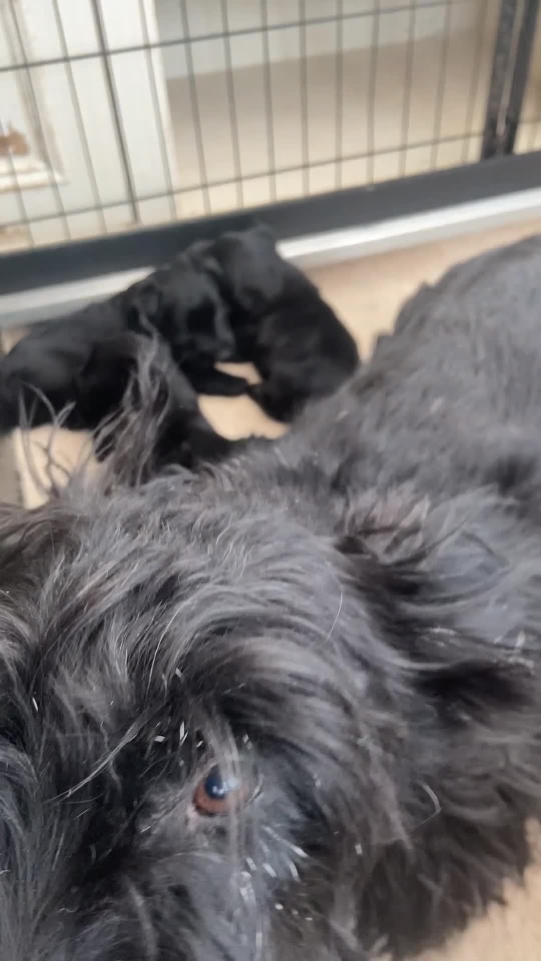 Scottish Terrier dogs for sale: Adorable Scottish Terror Puppies  - Video 2