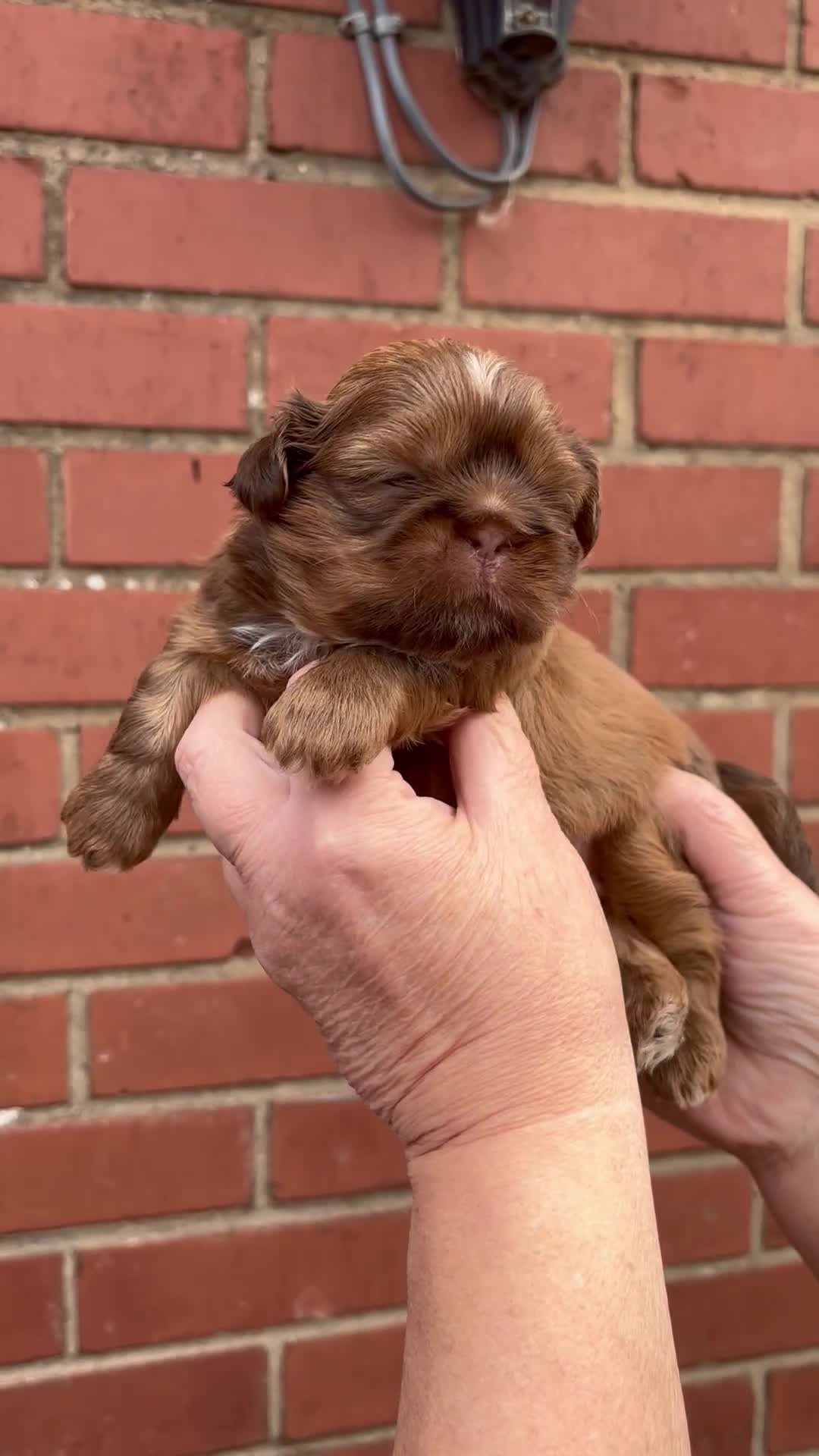 Shih Tzu dogs for sale: Handsome shih tzu boy puppies  - Video 1