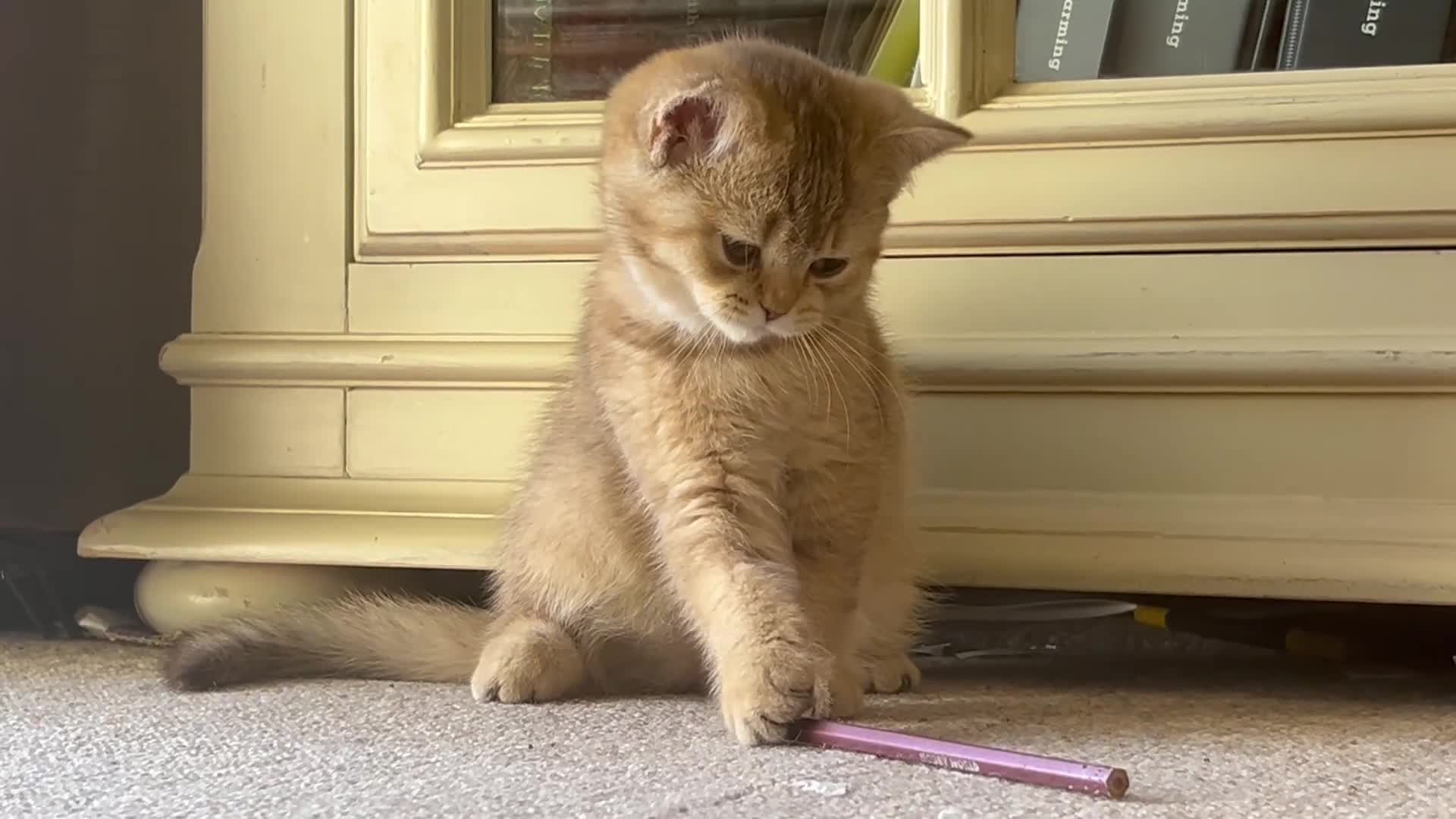British Shorthair cats for sale: GCCF Registered BSH Kittens Golden & Red READY🌟 - Video 1